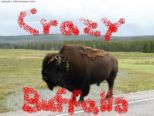 Crazy Buffalo(by DJCrazyV)